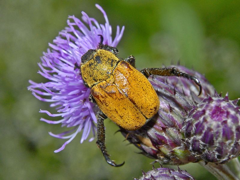 Rutelidae: Hoplia argentea